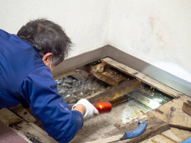 Best Mold Remediation  in Gratton, VA