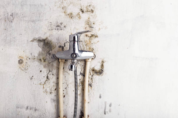 Best Toxic Mold Removal  in Gratton, VA