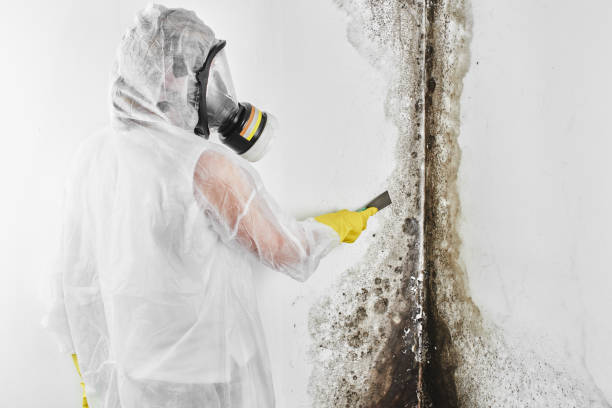 Best Mold Damage Repair  in Gratton, VA