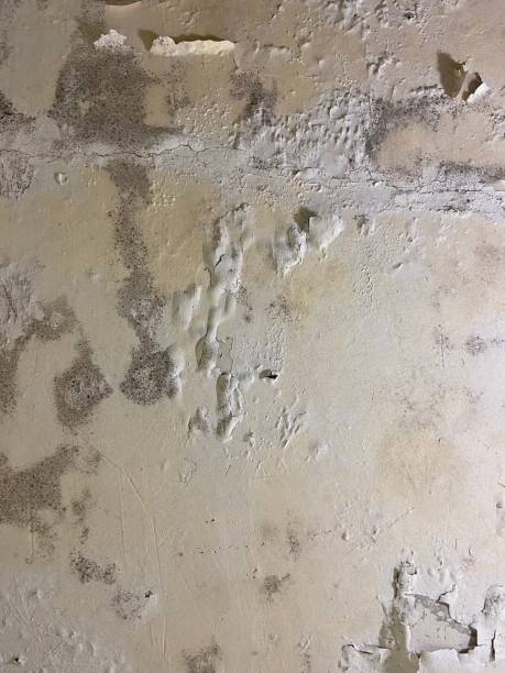 Best Best Mold Removal Companies  in Gratton, VA
