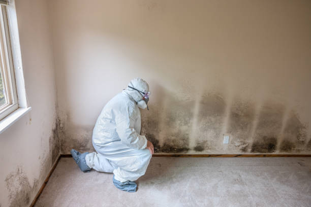 Best Commercial Mold Removal  in Gratton, VA