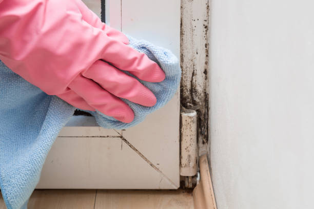 Best Affordable Mold Removal  in Gratton, VA