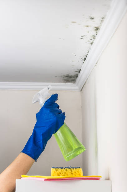 Best Black Mold Removal  in Gratton, VA