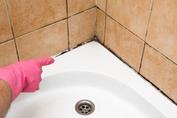 Attic Mold Removal in Gratton, VA